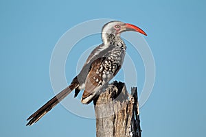 Red-billed hornbill