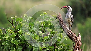 Red-billed Hornbill