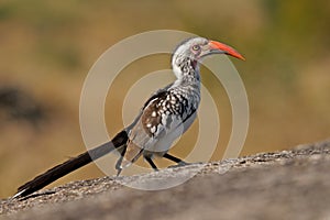 Red-billed hornbill