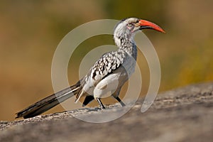 Red-billed hornbill photo