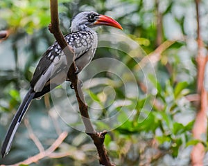 Red-Billed Hornbill Bird - Africa