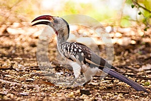 Red-billed Hornbill bird on the ground