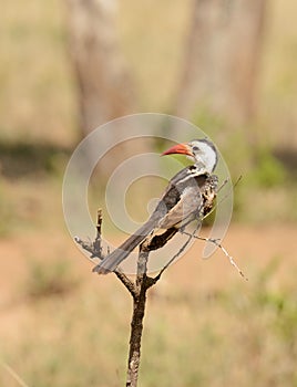 Red-Billed Hornbill on a branch