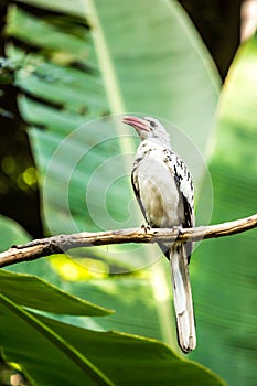 Red-billed hornbill in chiangmai zoo, chiangmai Thailand