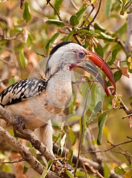 Red-billed Hornbill with fruit