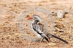 Red-billed hornbill