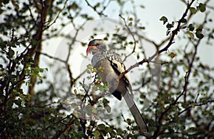 Red-billed hornbill, Kruger National Park, South African Republi