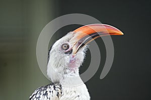 Red billed hornbill looking out