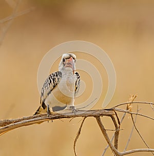 Red-billed hornbill perched on a branch