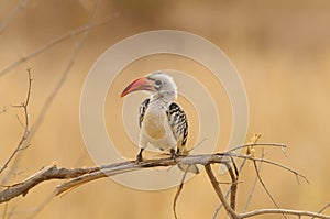 Red-billed hornbill perched on a branch