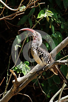 A red-billed hornbill perched in a tree