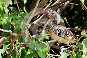 A red-billed hornbill perched in a tree
