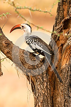 Red-billed Hornbill , Samburu, Kenya photo