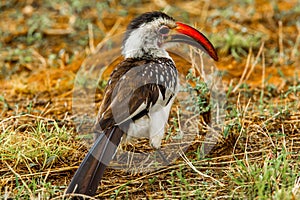 Red Billed Hornbill