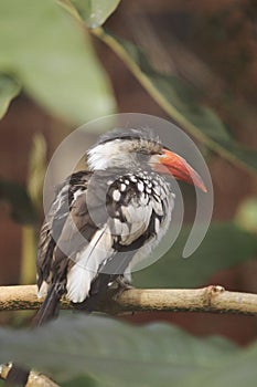 Red-billed hornbill