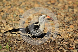 Red-billed hornbill