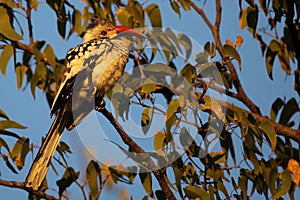 Red-billed hornbill in sunset light, Namibia