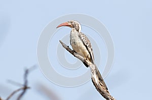 Red billed hornbill Tockus erythrorhynchus