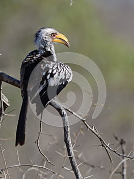 Red-Billed Hornbill (Tockus erythrorhynchus)