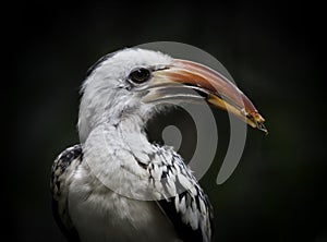 Red Billed Hornbill (tockus erythrorhynchus)