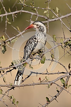 Red-billed hornbill, Tockus erythrorhynchus