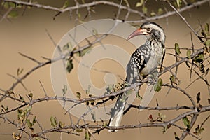 Red-billed hornbill, Tockus erythrorhynchus