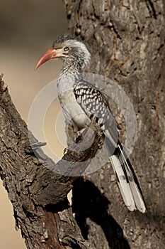 Red-billed hornbill, Tockus erythrorhynchus