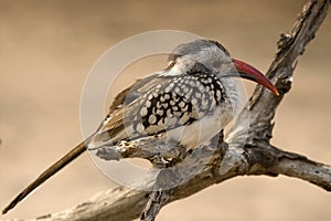 Red-billed hornbill (Tockus erythrorhynchus)