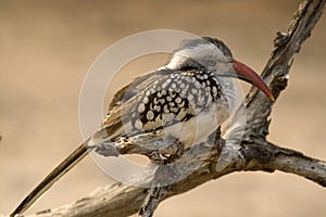 Red-billed hornbill (Tockus erythrorhynchus)