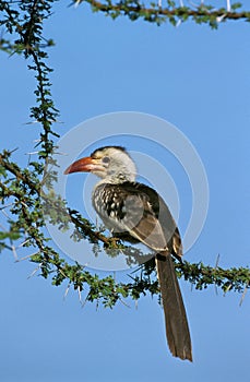 RED BILLED HORNBILL tockus erythrorhynchus, ADULT PERCHED IN ACACIA TREE, KENYA