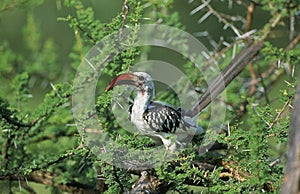 RED BILLED HORNBILL tockus erythrorhynchus, ADULT STANDING IN ACACIA TREE, KENYA