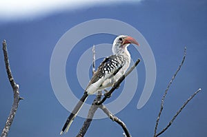 RED BILLED HORNBILL tockus erythrorhynchus, ADULT STANDING ON BRANCH, KENYA