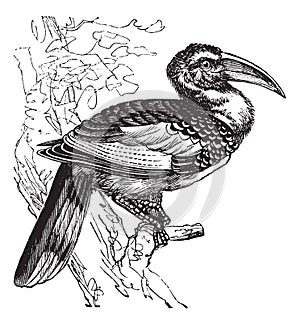 Red-billed Hornbill or Tockus erythrorhynchus, bird, vintage engraving