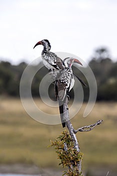 Red-billed Hornbill, Tockus erythrorhynchus, in Boteti River, Makgadikgadi National Park, Botswana