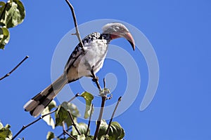 Red-billed Hornbill, Tockus erythrorhynchus, Chobe National Park, Botswana