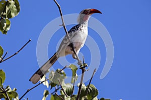 Red-billed Hornbill, Tockus erythrorhynchus, Chobe National Park, Botswana