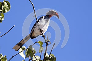 Red-billed Hornbill, Tockus erythrorhynchus, Chobe National Park, Botswana