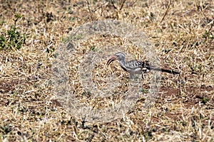 Red-billed Hornbill, Tockus erythrorhynchus, Chobe National Park, Botswana