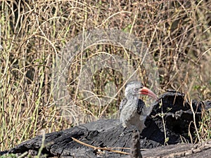 Red-billed Hornbill Tockus erythrorhynchus looking for food, in Bwabwata, Namibia