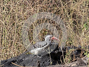 Red-billed Hornbill Tockus erythrorhynchus looking for food, in Bwabwata, Namibia