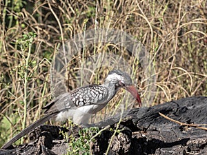 Red-billed Hornbill Tockus erythrorhynchus looking for food, in Bwabwata, Namibia