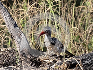 Red-billed Hornbill Tockus erythrorhynchus looking for food, in Bwabwata, Namibia