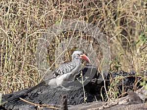 Red-billed Hornbill Tockus erythrorhynchus looking for food, in Bwabwata, Namibia