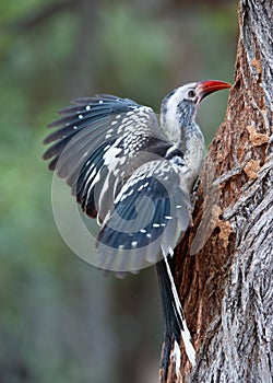 Red-billed Hornbill ( Tockus erythrorhynchus) Marakele National Park, South Africa