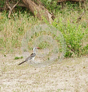 Red-billed Hornbill Tockus erythrorhynchus
