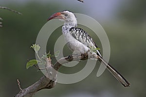 Red-billed hornbill, Tockus erythrorhynchus photo