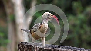 Red Billed Hornbill, tockus erythrorhynchus, Tsavo Park in Kenya,