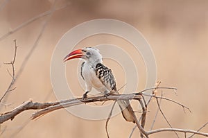 Red-billed hornbill Tockus ruahae