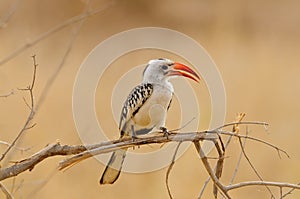 Red-billed hornbill Tockus ruahae