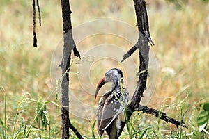 Red-billed hornbill on a tree branch